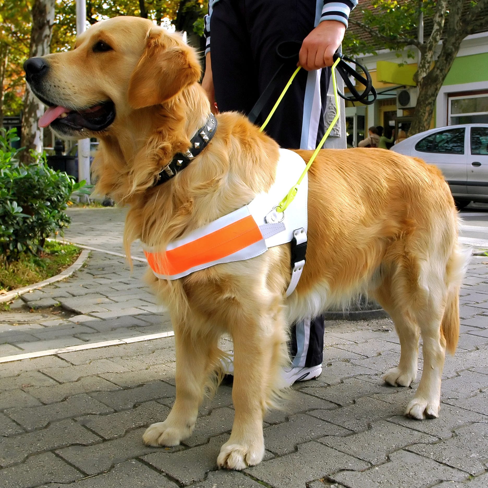 Guide dogs lead owners to a better life