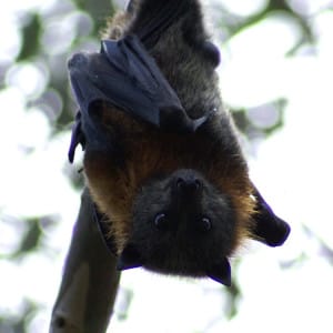 Our free urban zoo: 10 native animals you can see in and around Melbourne