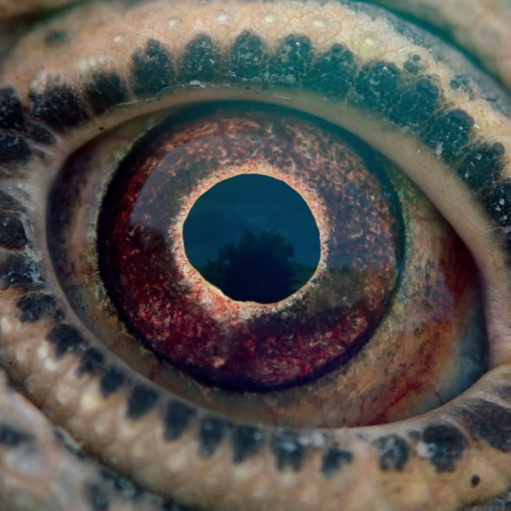 Spectacular voyage from the beginning of time