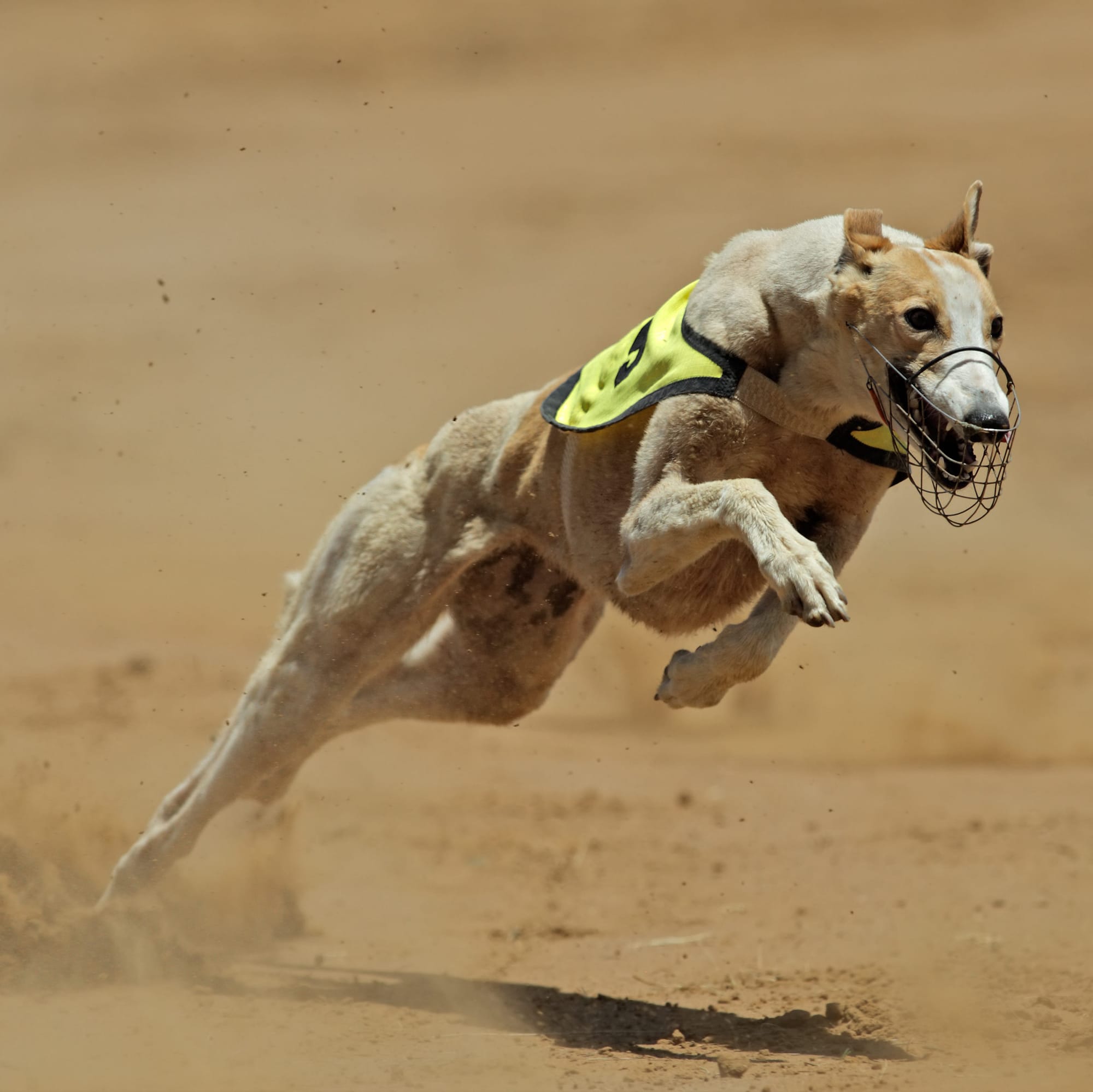 Paws and effect: Victorian greyhound racing in the wake of the live baiting scandal