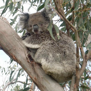 The uncertain future of the koala