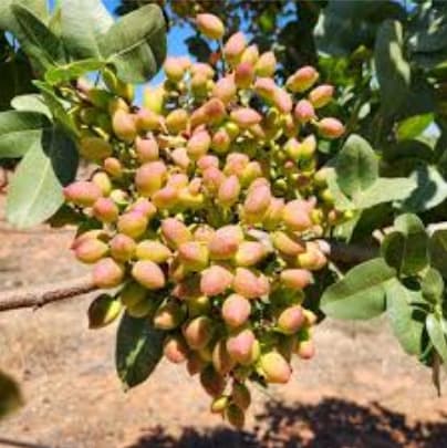 Pistachio craze leaves Middle Eastern restaurant struggling