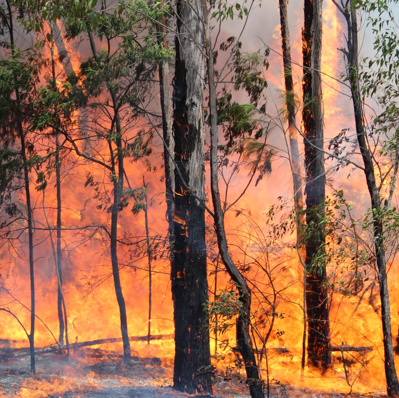 Drought sets the scene for bushfire disaster