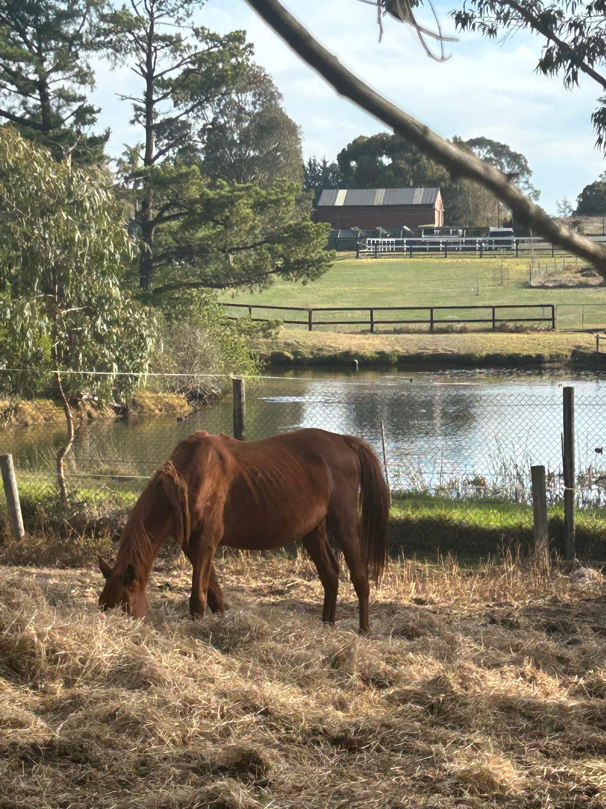 No support for horse owner under RSPCA watch