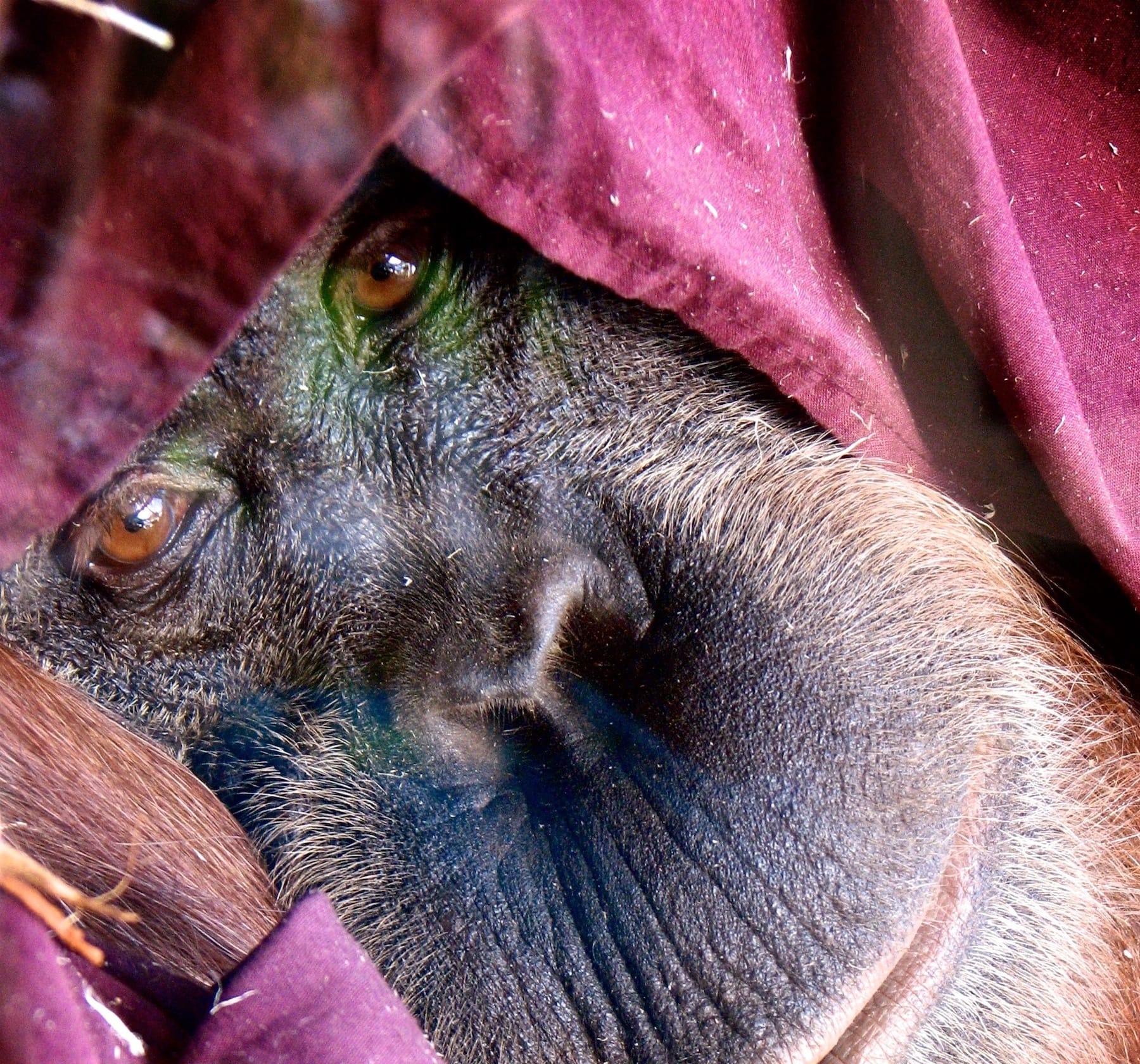Push for mandatory palm oil labelling grows as orangutan numbers decline
