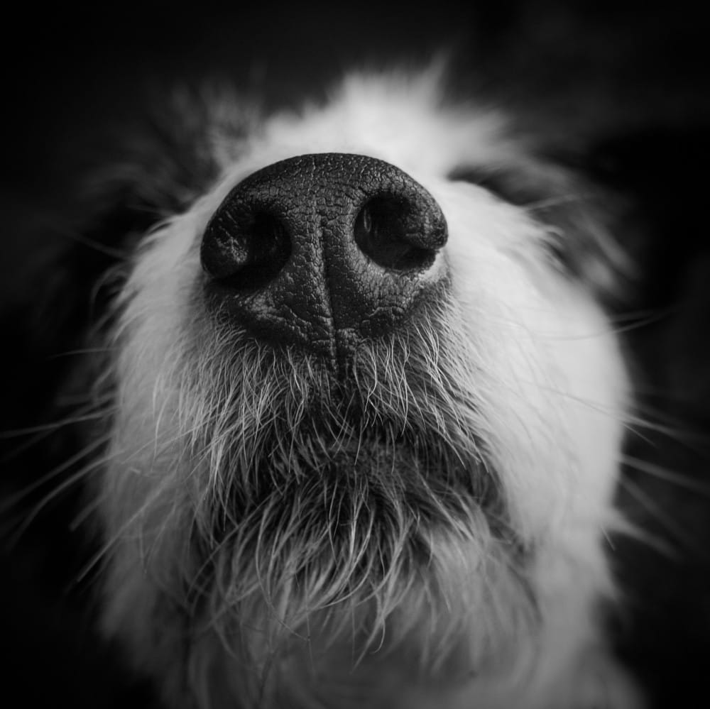 Puppy farms and cruelty on the agenda at Australia’s first Animal Law Week