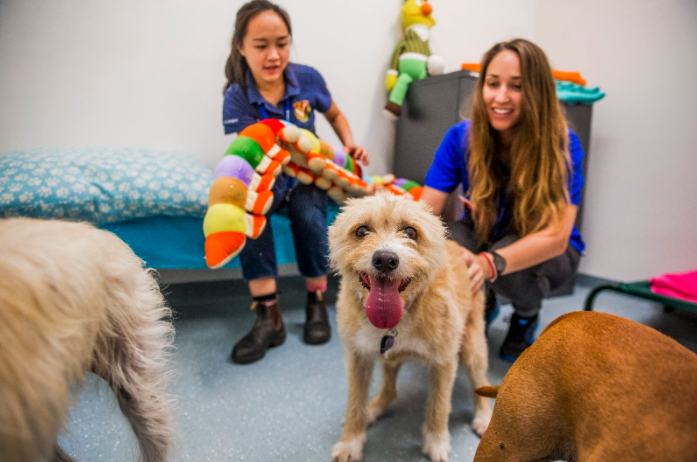 Fears pets adopted during isolation could be left out in the cold when lockdown ends