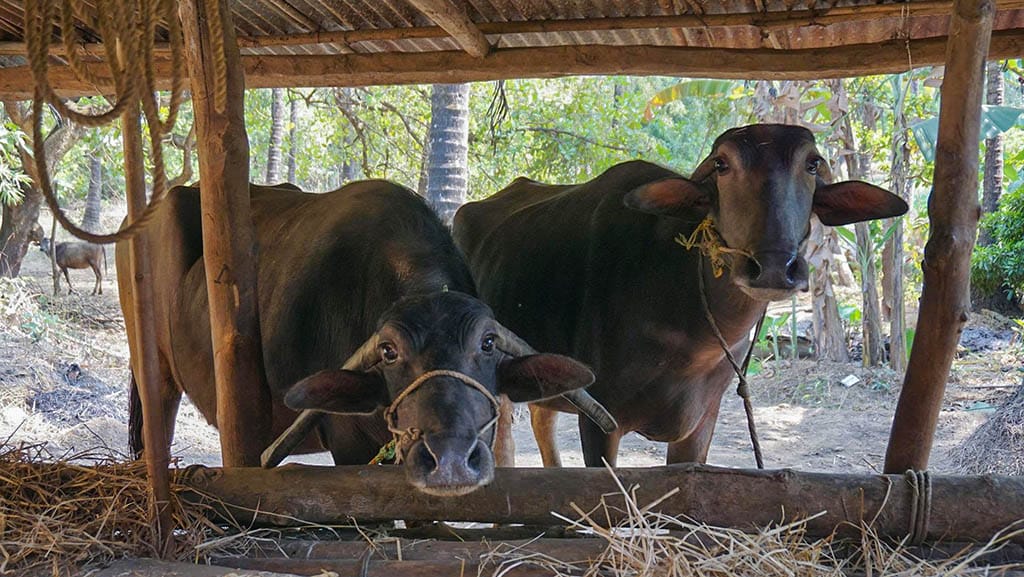 Gippsland's large animal vet shortage