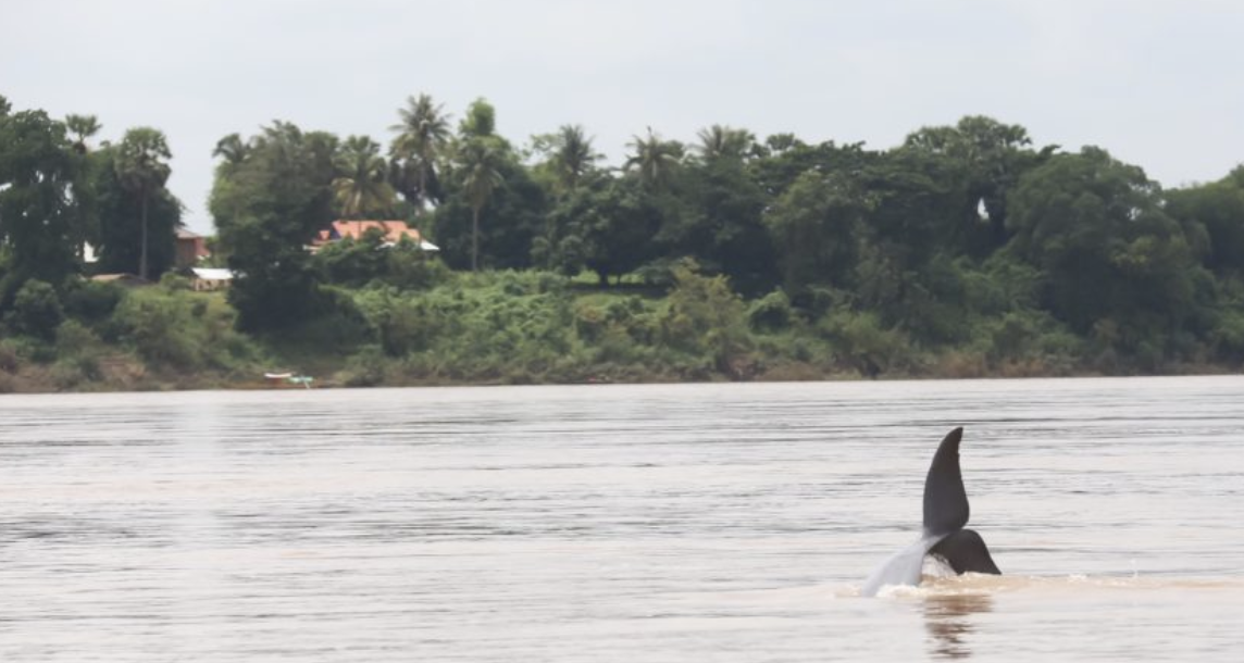 Cambodia’s Mekong river dolphins face threat of extinction