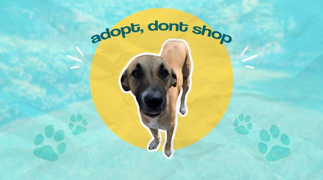 Indians urged to adopt local dogs, solving homeless animal problem