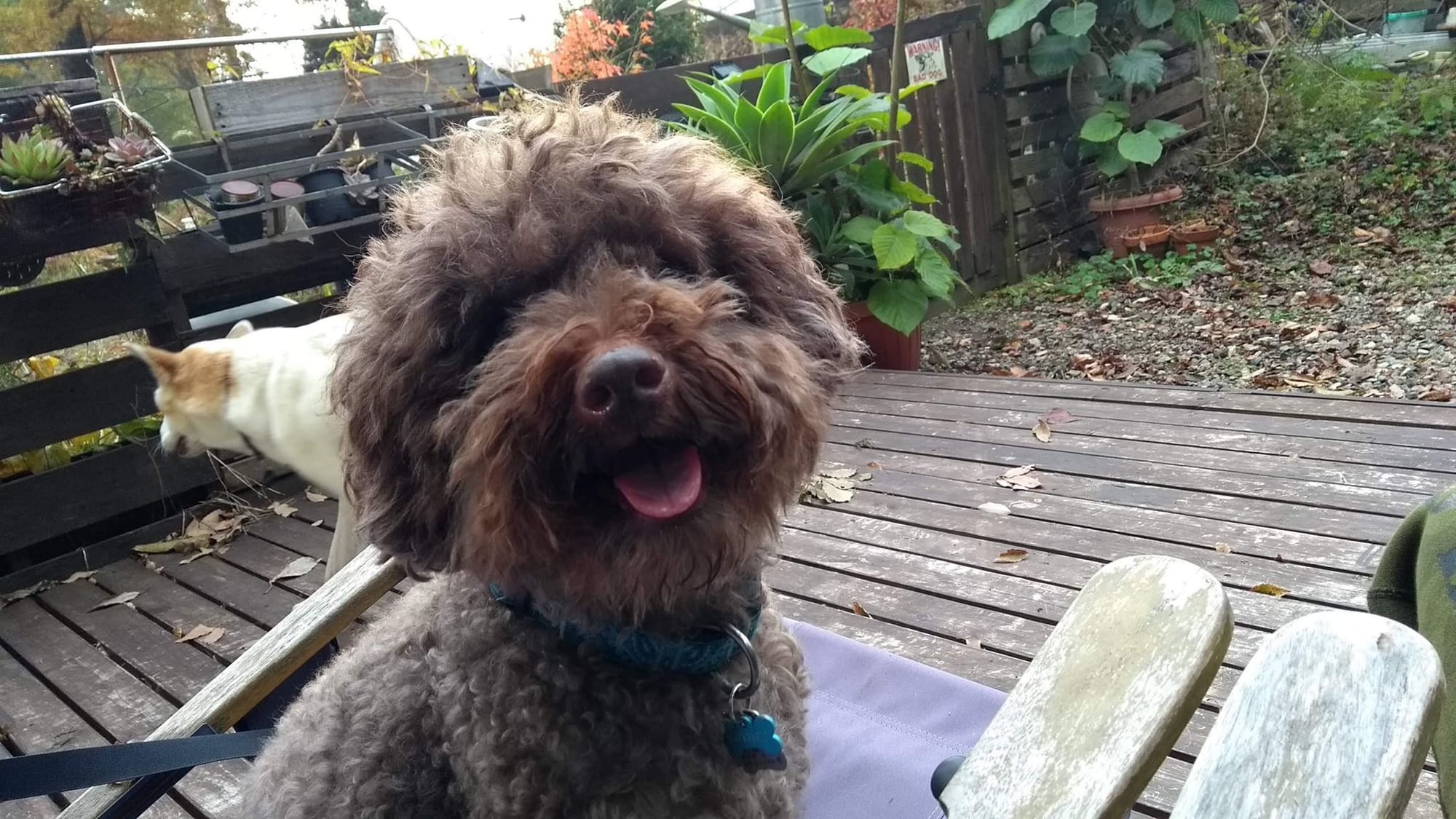 Mission Impawsible: Expats struggle to fetch furbabies from overseas