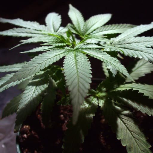 Do we need trials or not? The debate on medical cannabis