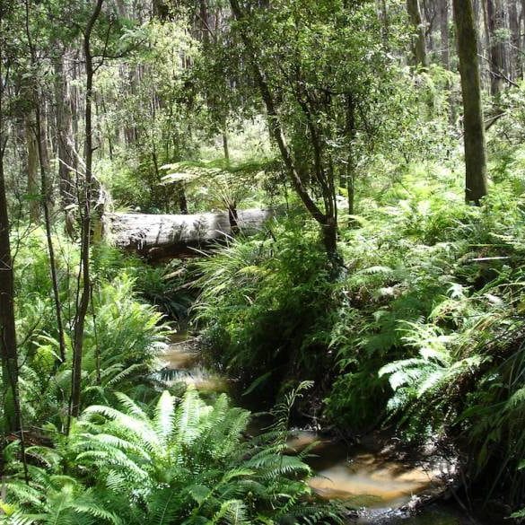 Mirboo North community hopes logging plans become pulp fiction