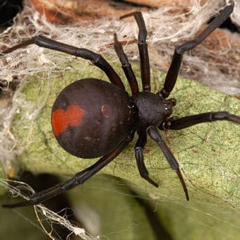 Increasing spider populations and climate change: should we be worried?