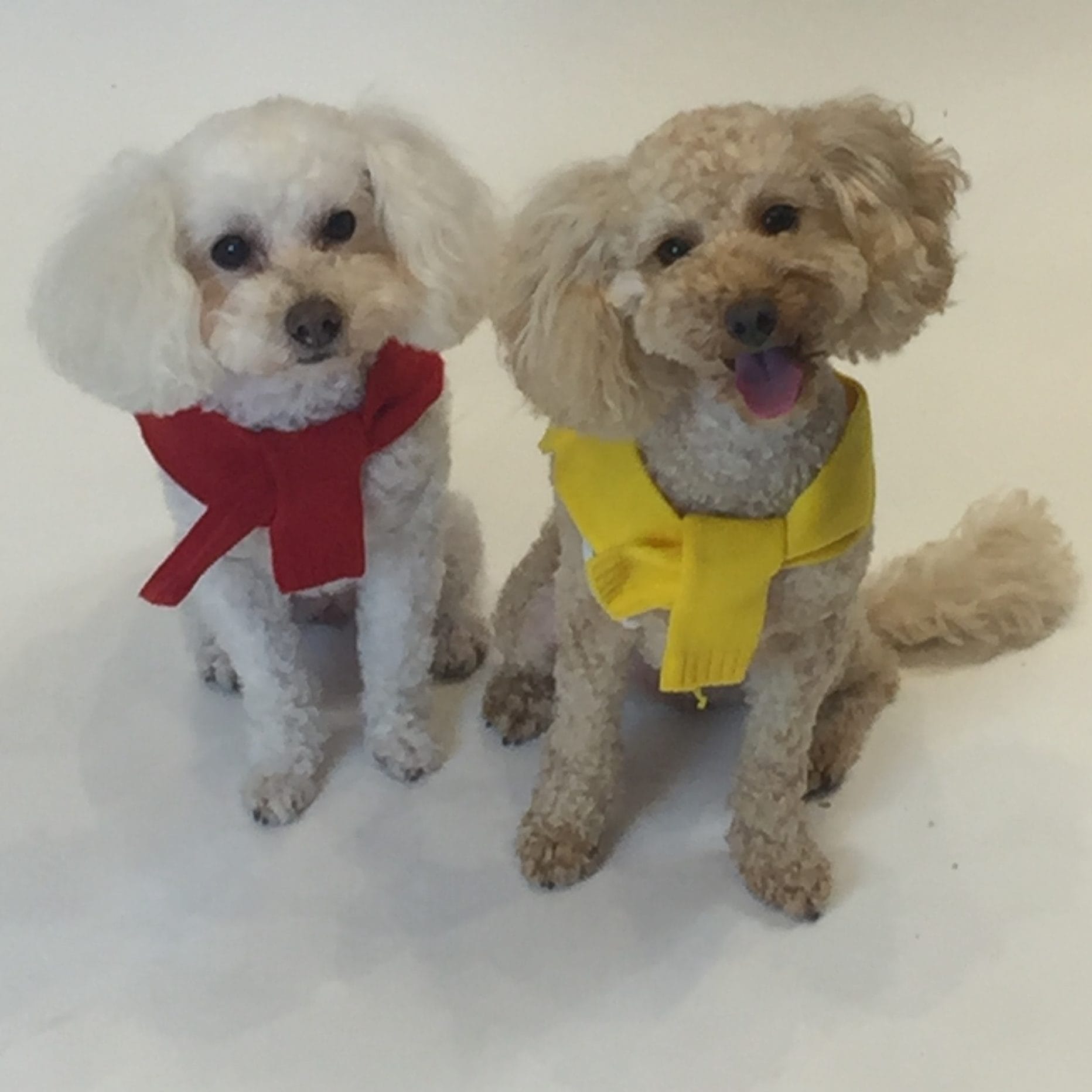 Pampered pooches: the rise in four-legged fashion and doggy delicacies