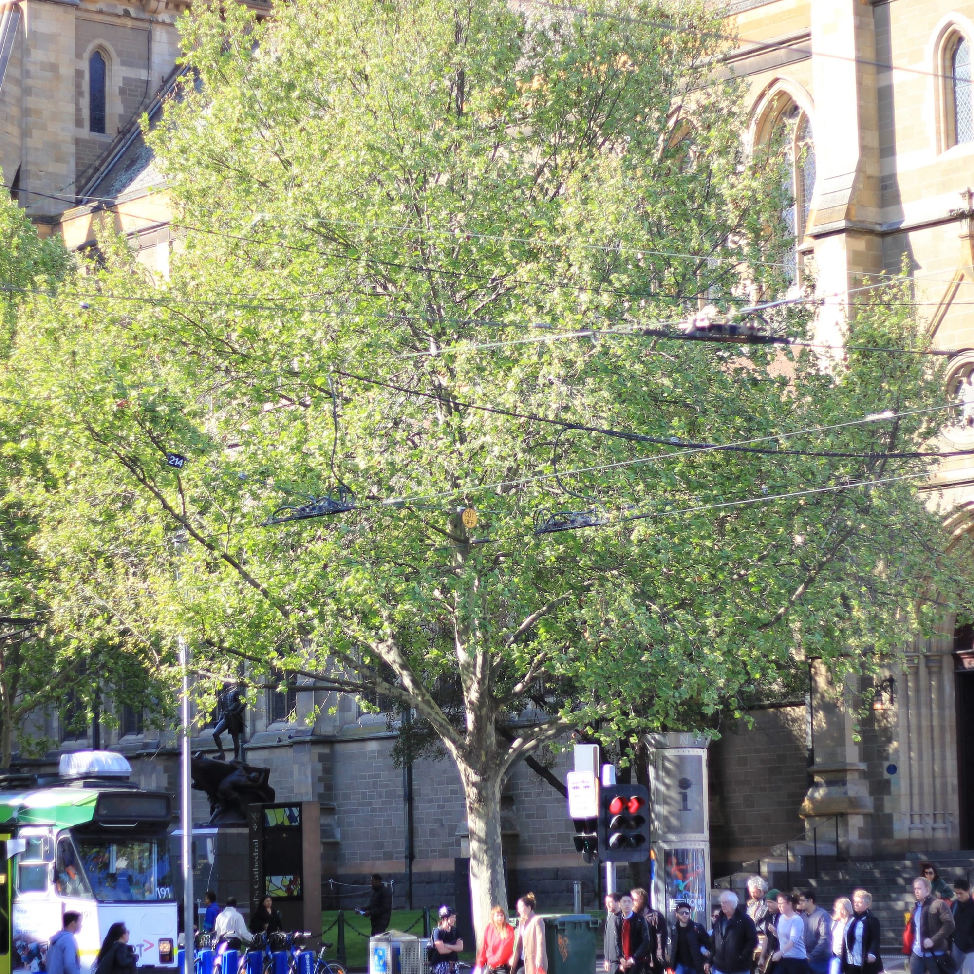 We emailed a tree and this is what happened