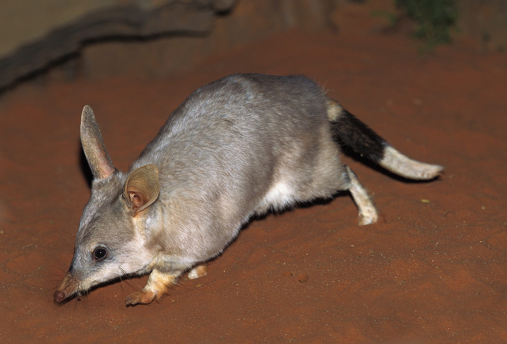 Saving the Bilby: protecting one of Australia's most iconic animals