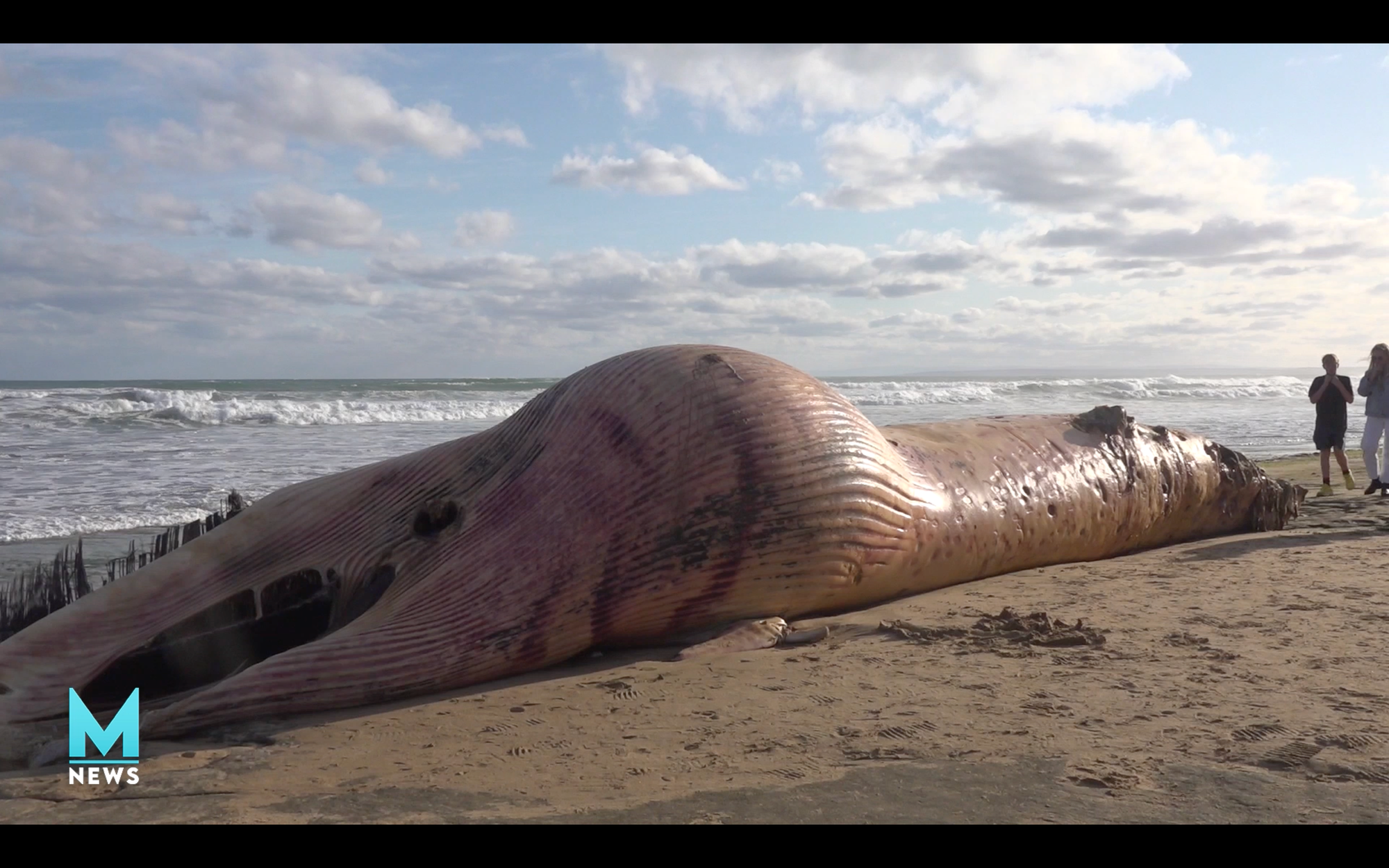A whale carcass proves a curious attraction at Ocean Grove