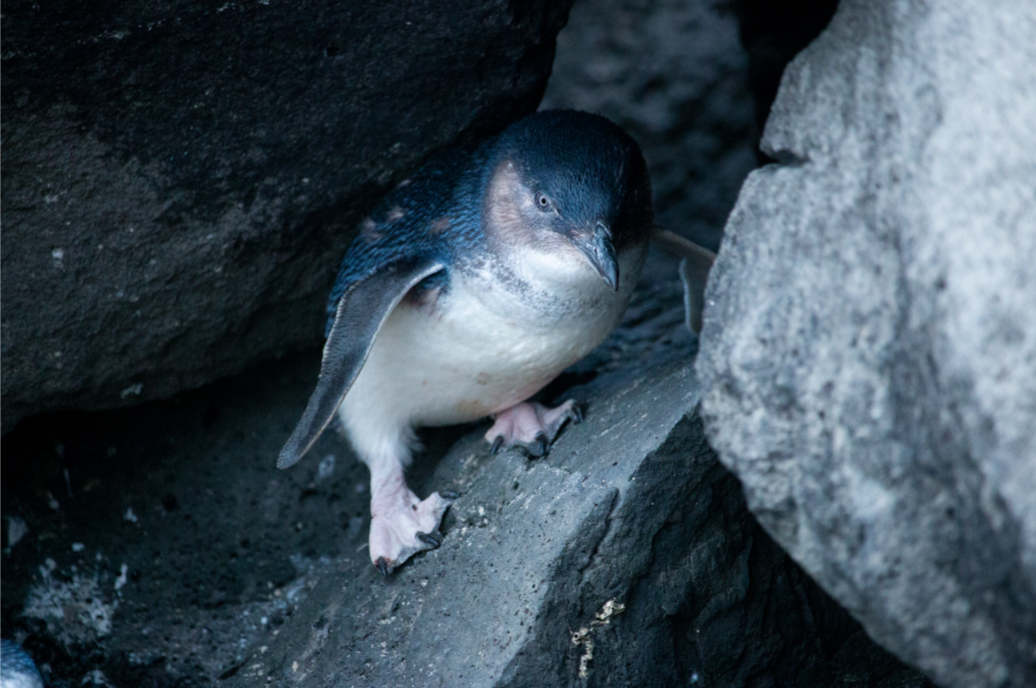 Appy feet: Smartphone technology to help St Kilda's penguins