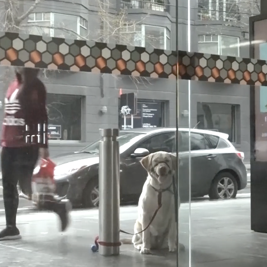 MOJO PRESENTS: GeGe - through a dog's eyes