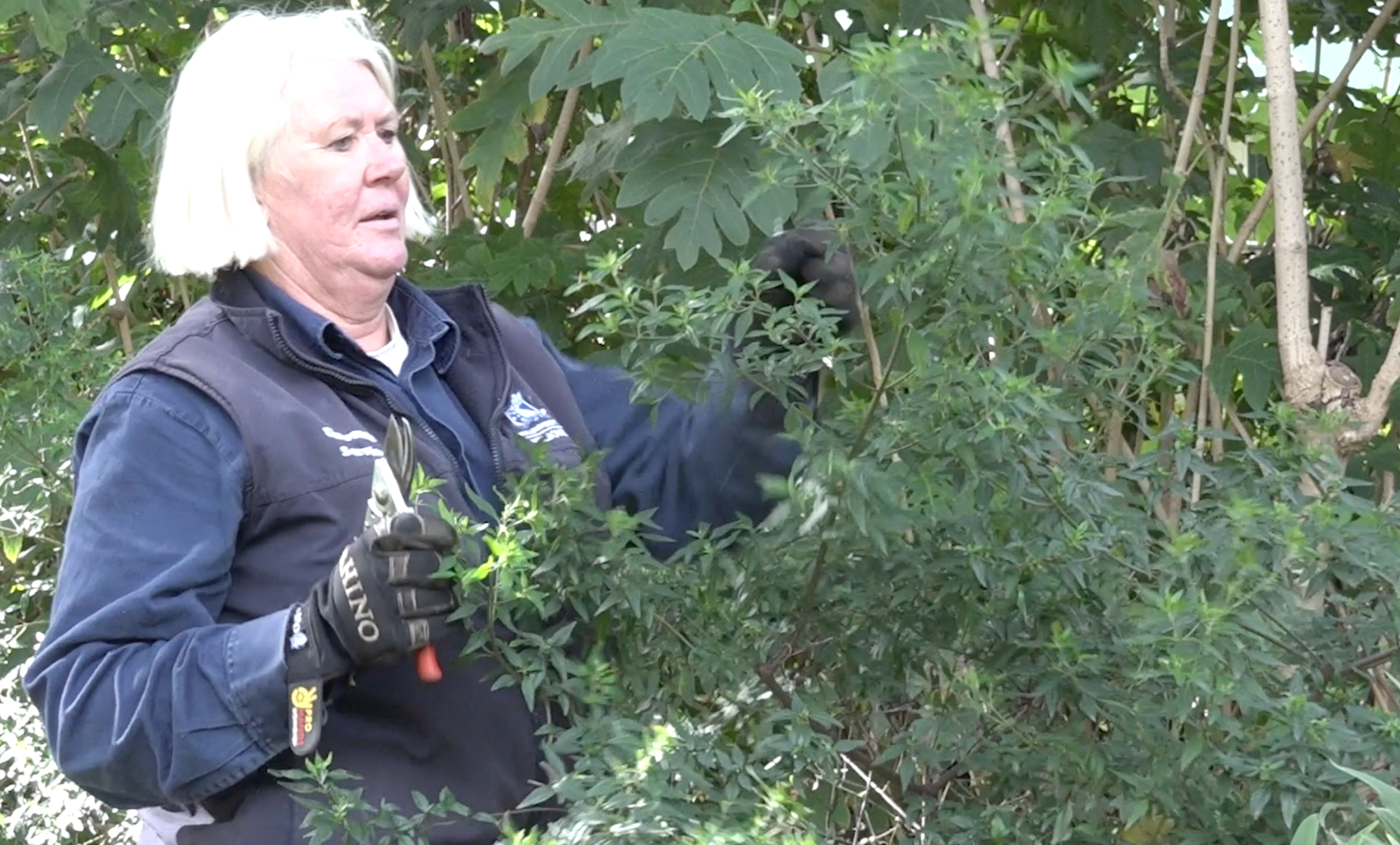 Melbourne University's specialist gardeners facing the chop
