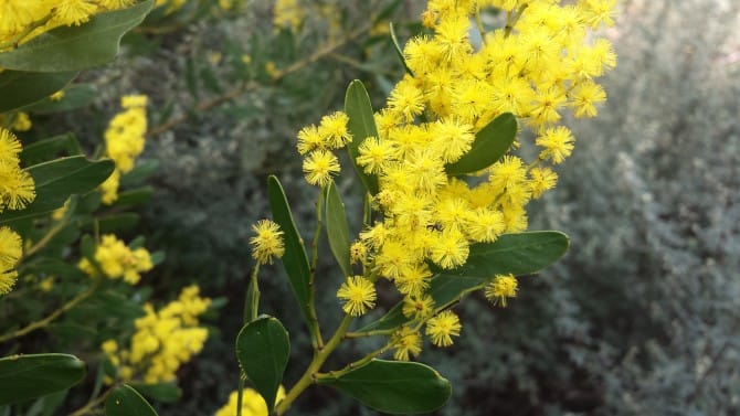 Golden wattle, more than just a pretty flower