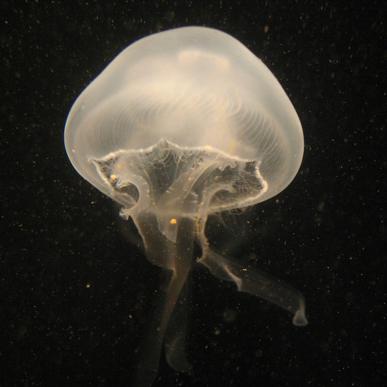 Jellyfish chips: A snack with crunch
