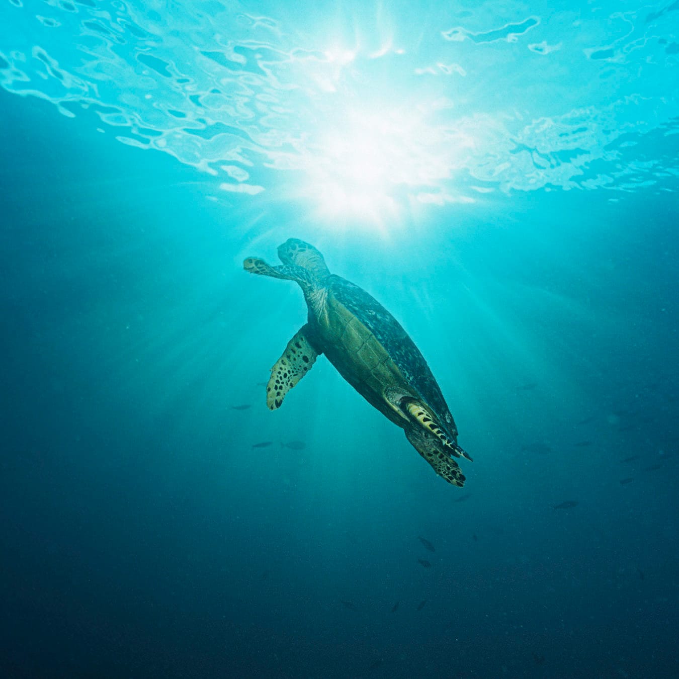 Melbourne dives into the Ocean Film Festival