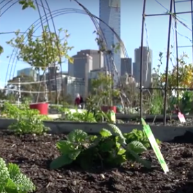 My patch: Aussies join the grow-it-yourself trend