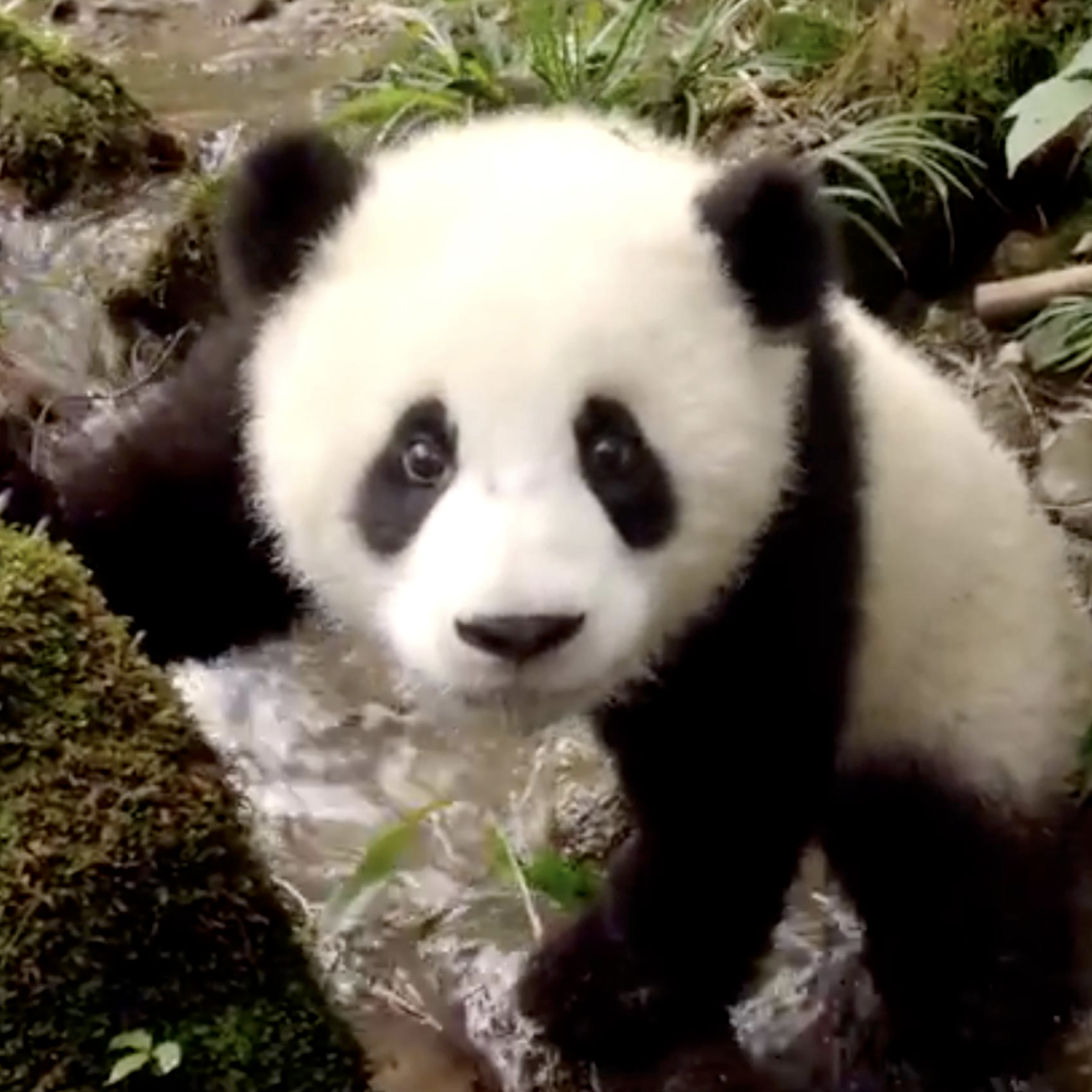 Pandas 3D: Wake-up call delivered by the 'King Kong of cute'