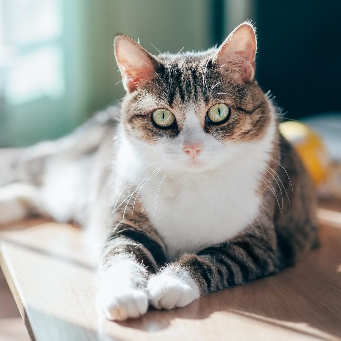 MOJO PRESENTS: A soft time with you ...at the Cat Cafe