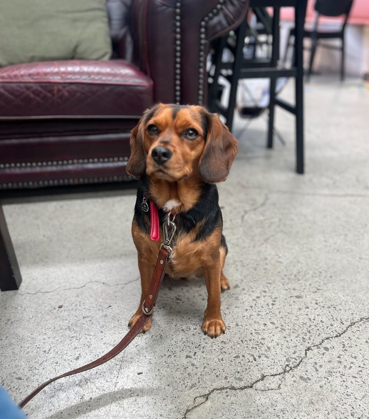 Dog-friendly cafes 'part of our culture': Yarra petition