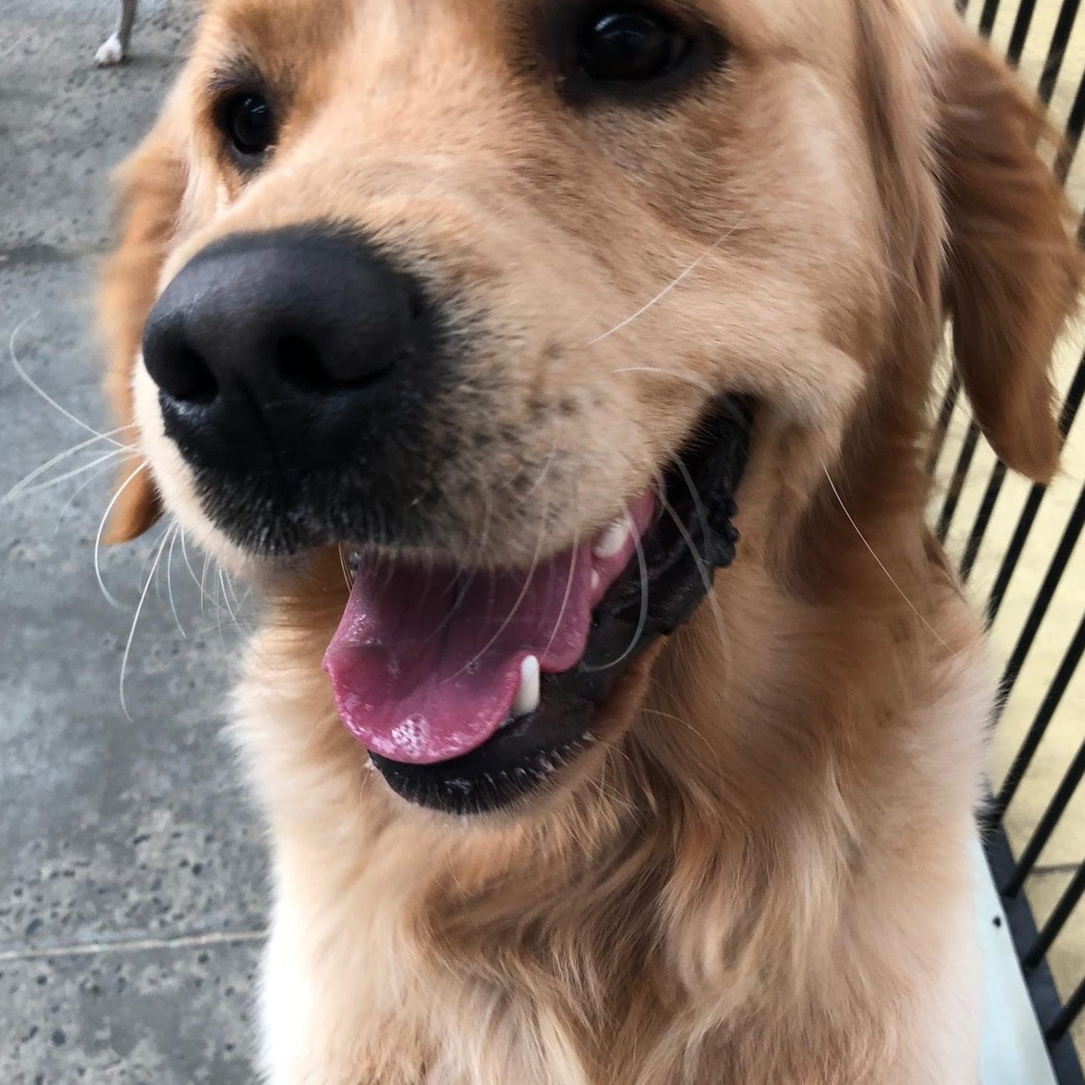 Chefs, spas and weekends away: The way Aussies spoil their pets