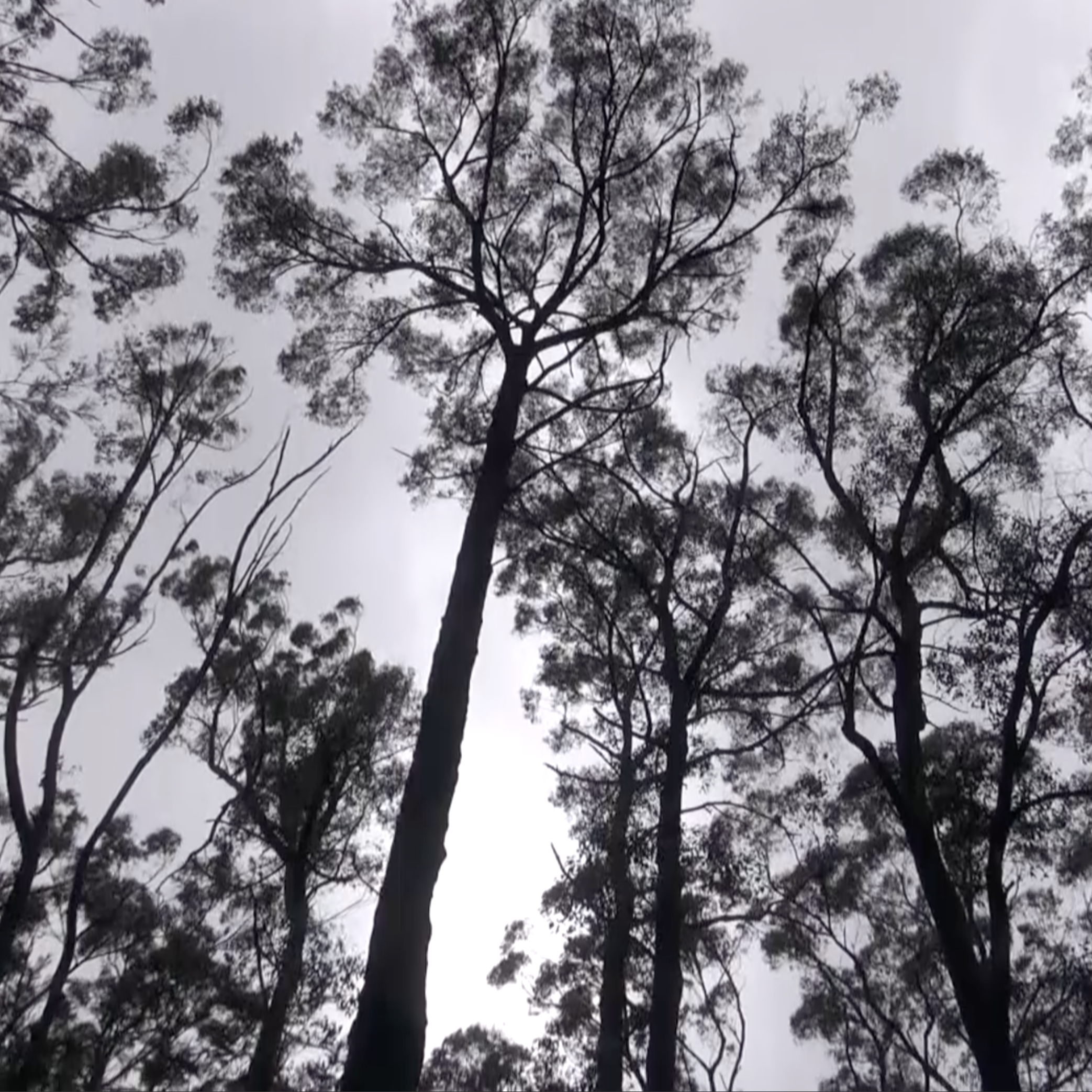 No foot in the door to logging, says Mirboo North