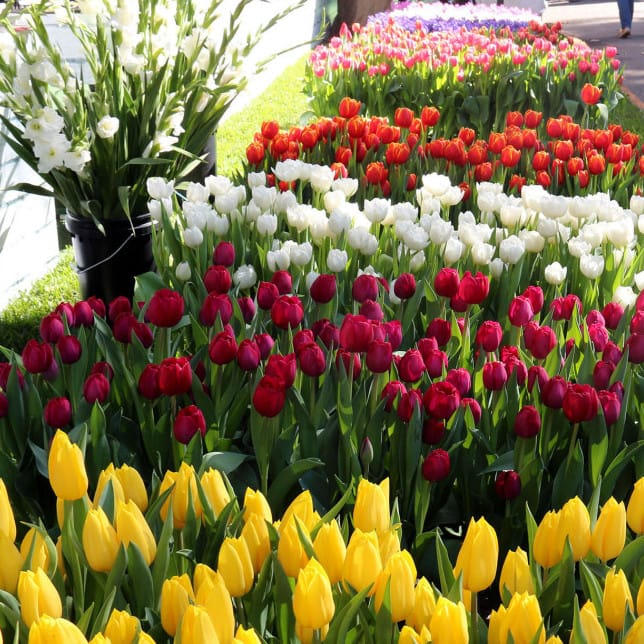 A city in bloom: flower show has visitors buzzing