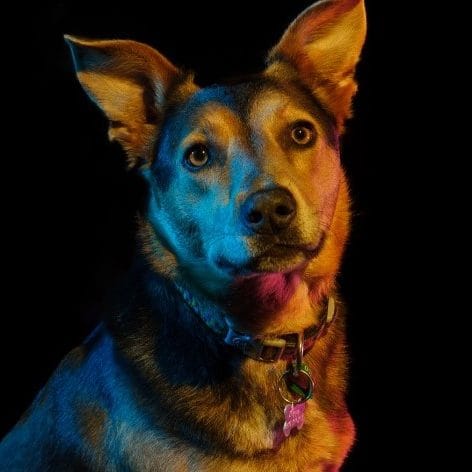 Show reveals the truth of a dog's life