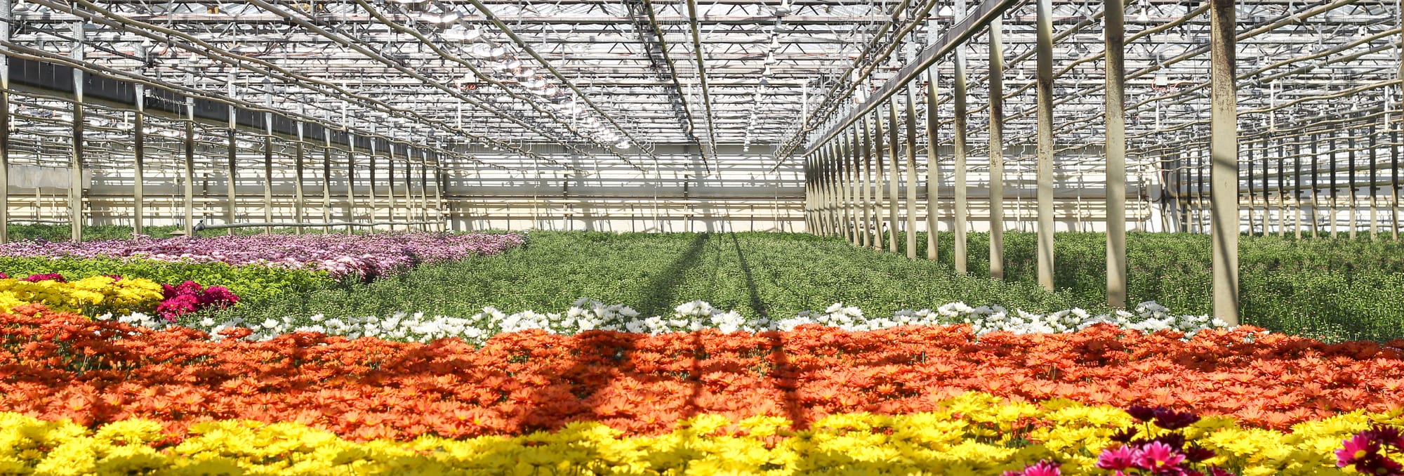 Business is blooming for Victorian flower farmers
