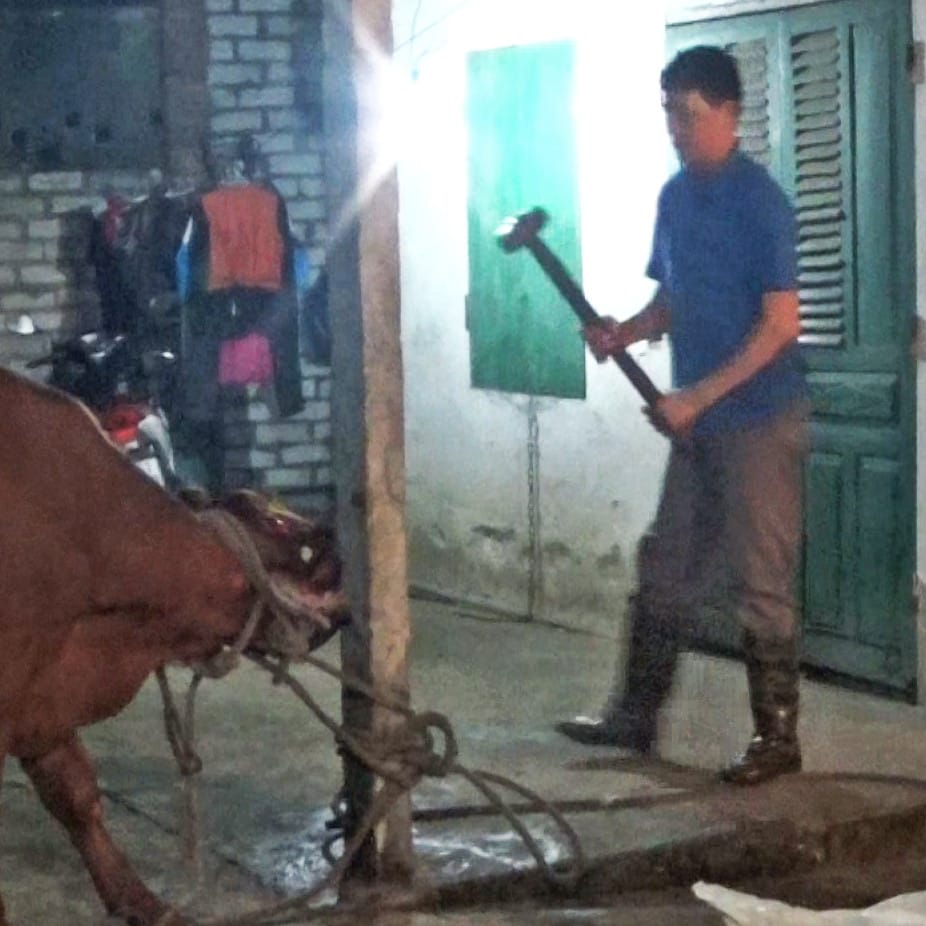 Live export trade’s animal welfare framework ‘failing’ Australian animals