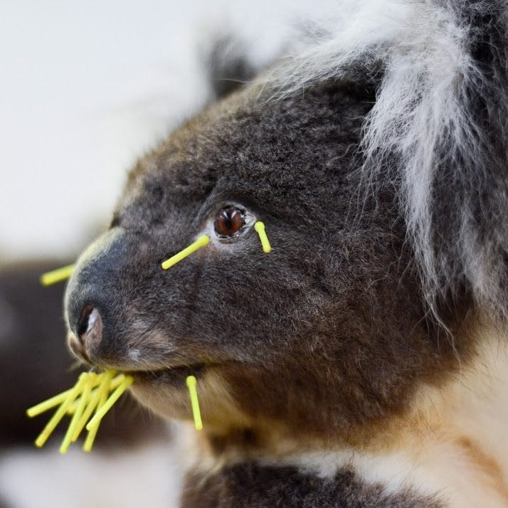 Blood, sweat and tears: a day with a taxidermist post image