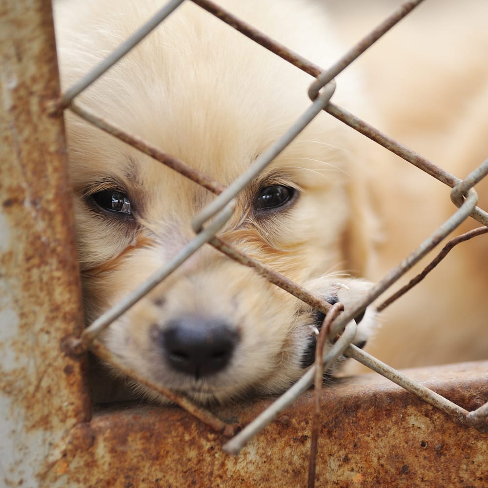 Dog owner's anger at puppy farm post image