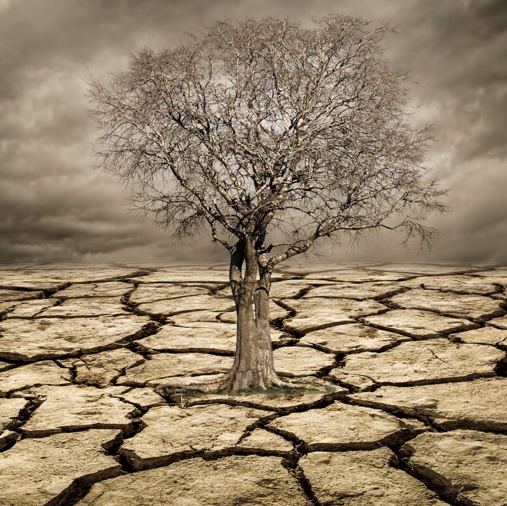 Northcote candidate profile: Bryony Edwards, Save the Planet post image