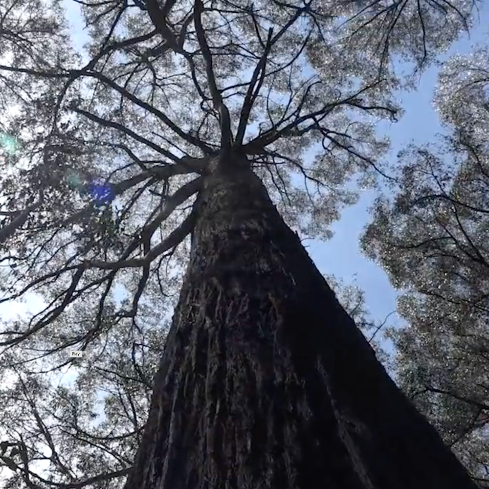 For a sustainable future: Giving our forests a voice post image