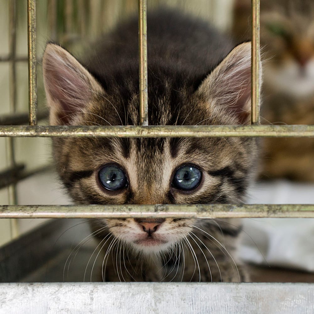 International students face 'pet discrimination' post image