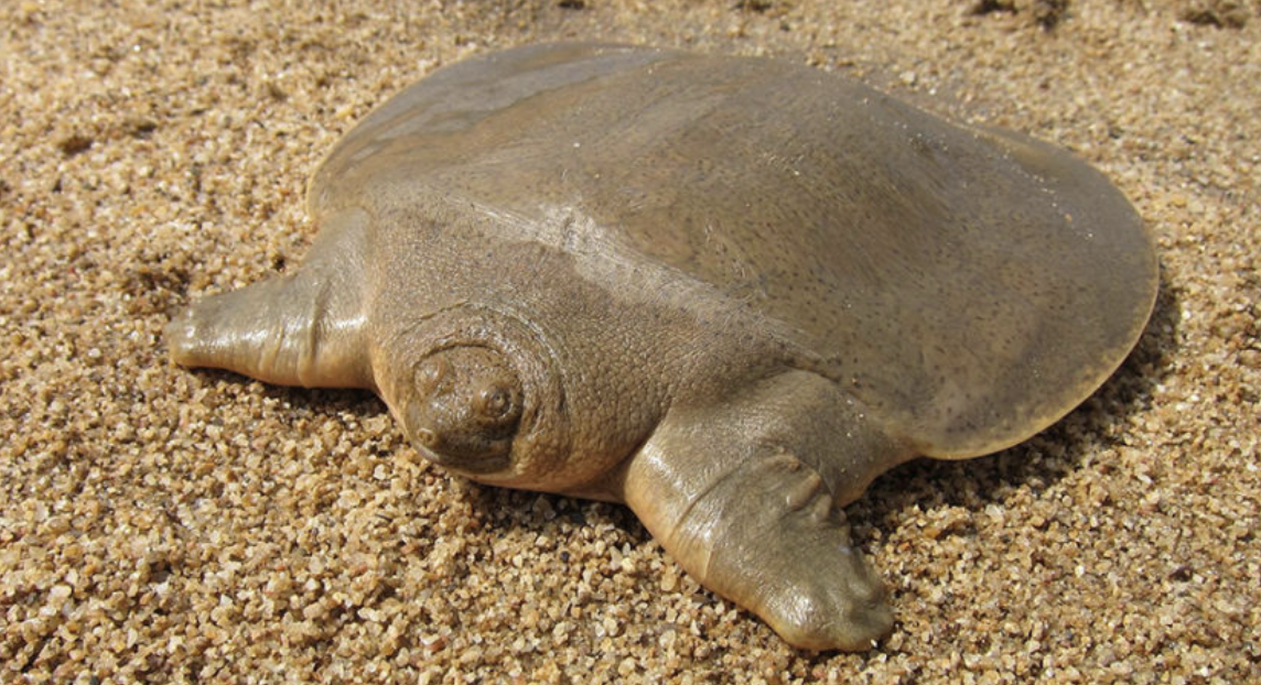 Cambodian turtle breeding program could save species post image