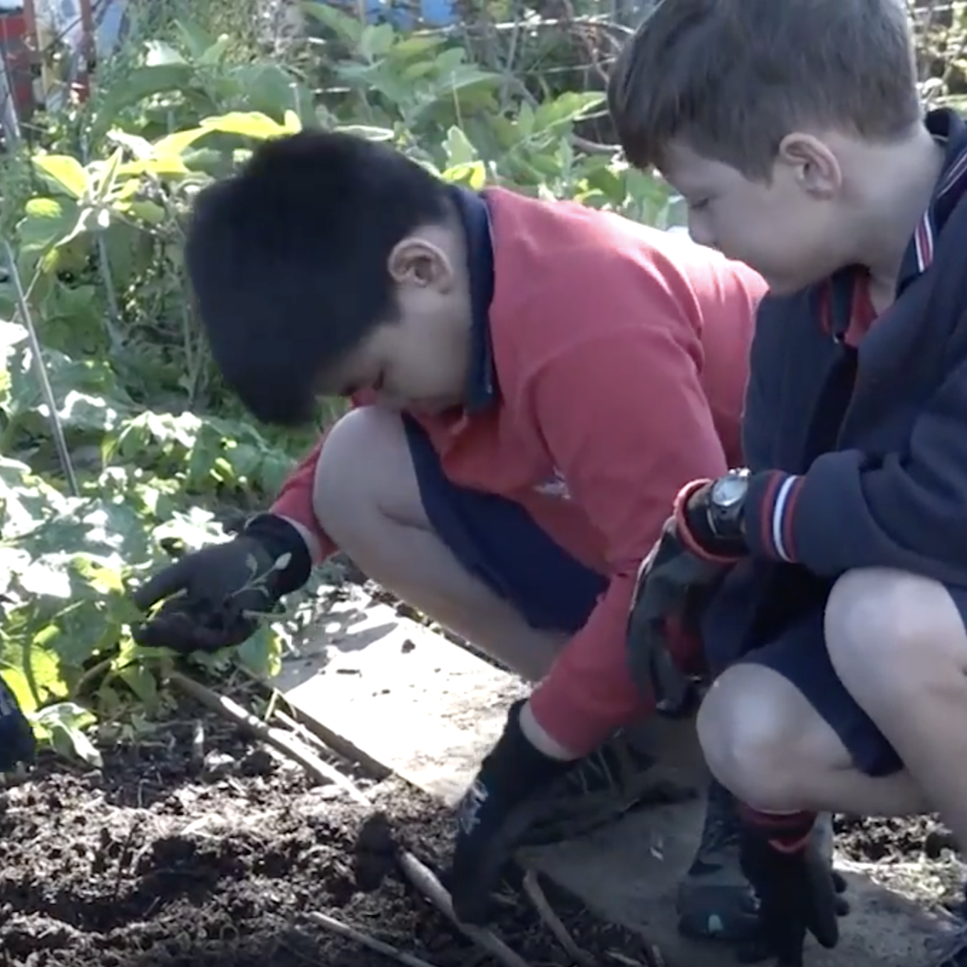 Kids grow great ideas in healthy garden soil post image
