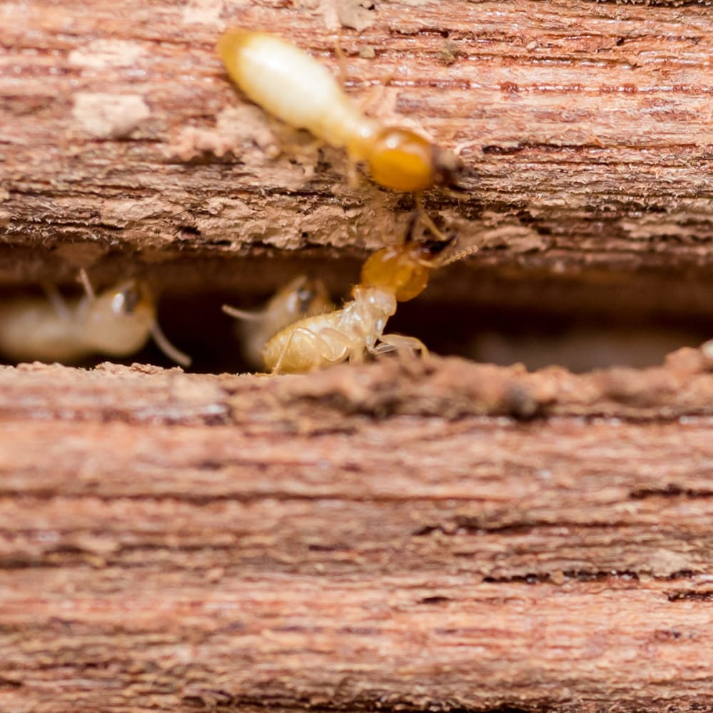 'How is this possible?' Parents fuming after termite-damaged school denied mobile classrooms post image