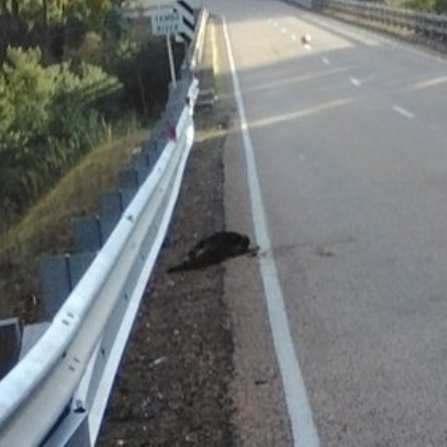 Tunnels endangering local wildlife and drivers, animal advocates say post image