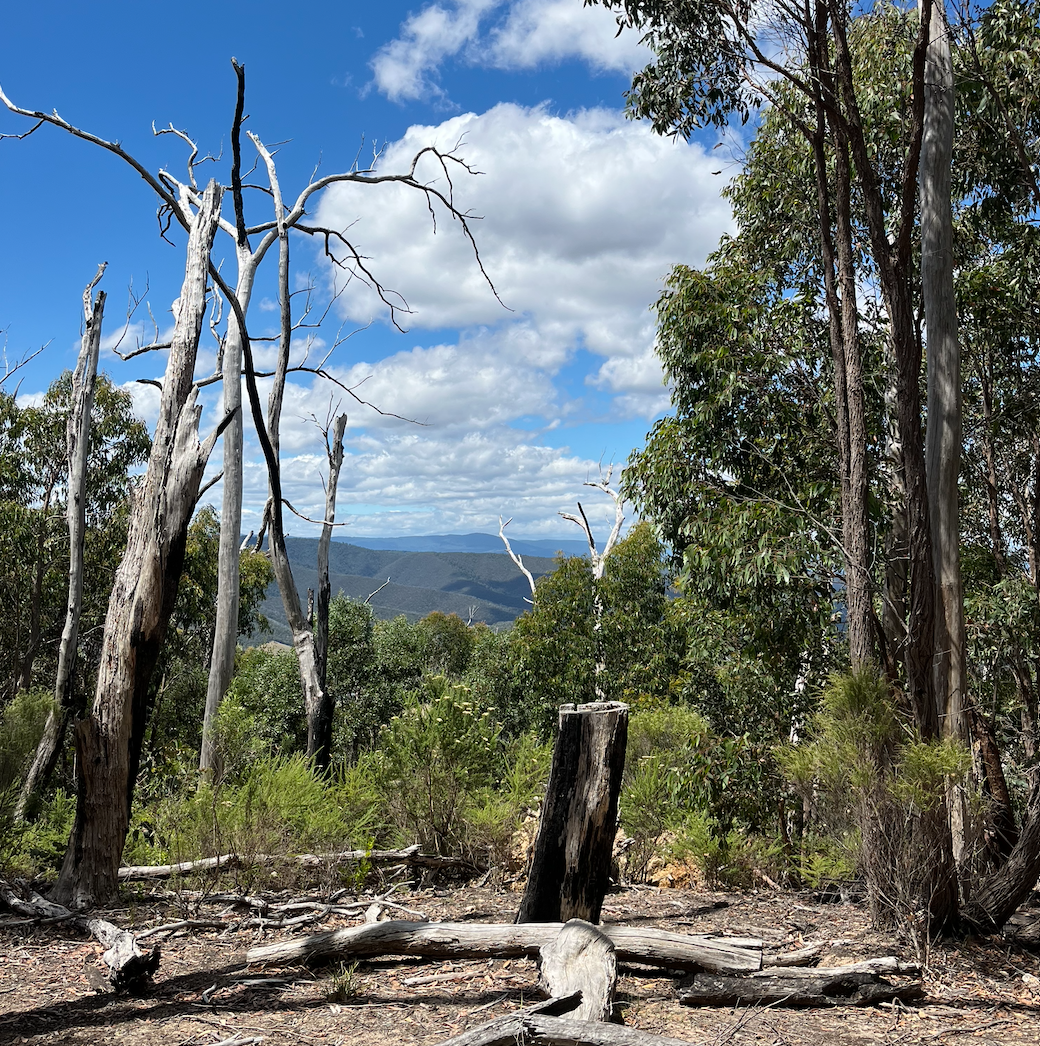 Fresh calls to axe native-forest logging amid viable solutions post image