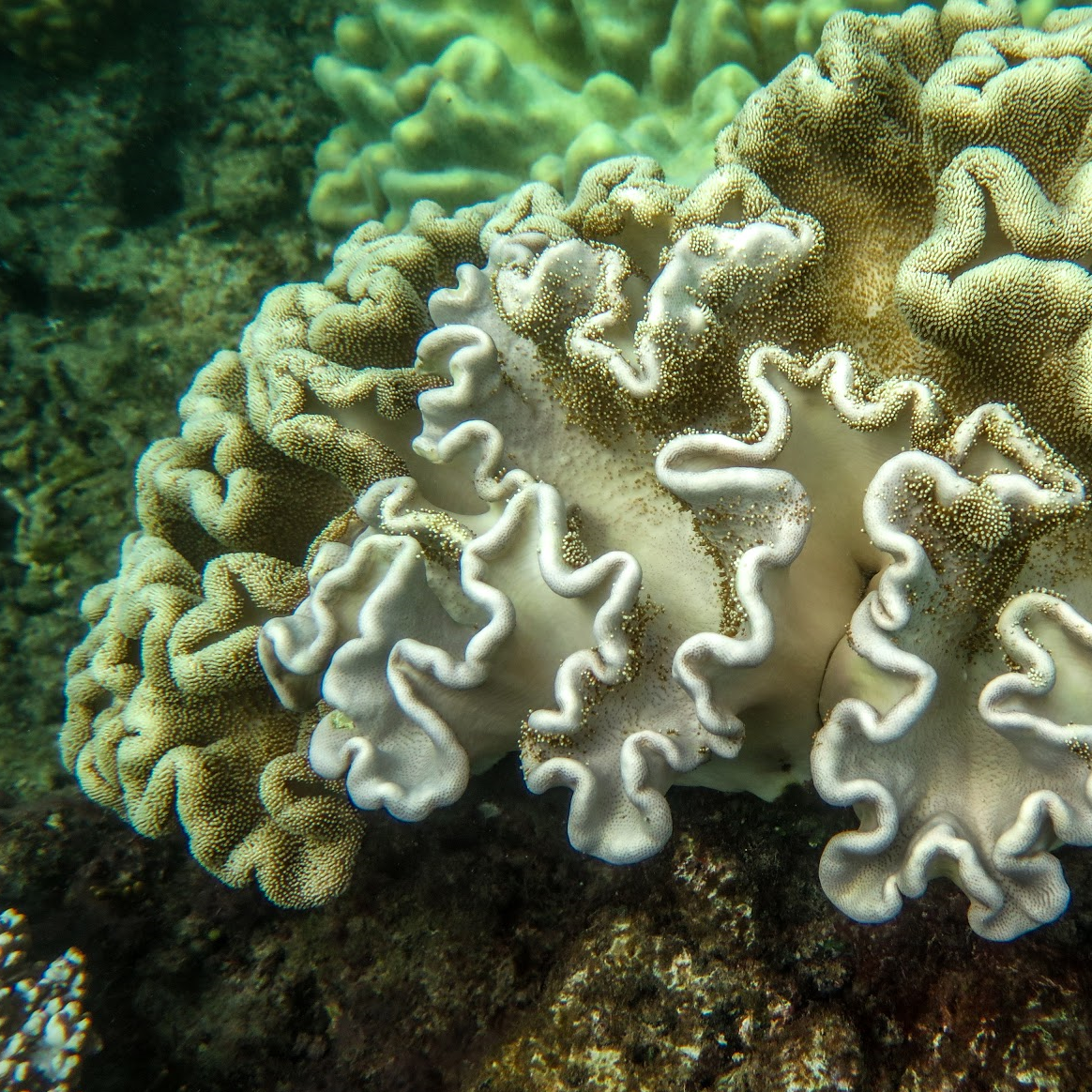 Adani’s mega coal mine divides the nation as final decision is delayed and uncertain post image