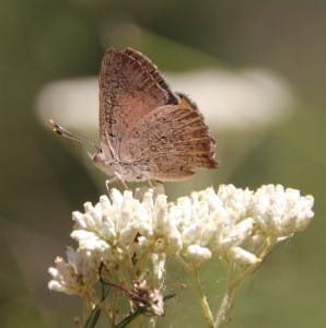 Concern for threatened Eltham Copper Butterfly post image